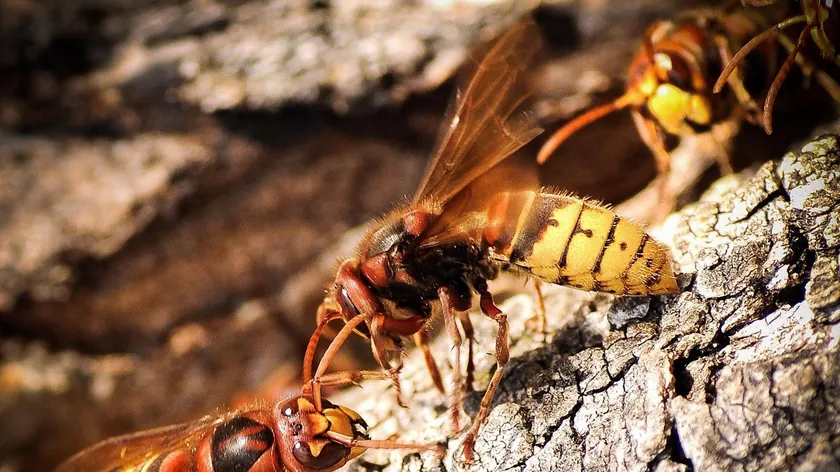 Sırbistan'dan İlkbaharda Artan Eşek ve Yaban Arısı Yuvalarına Dikkat Uyarısı