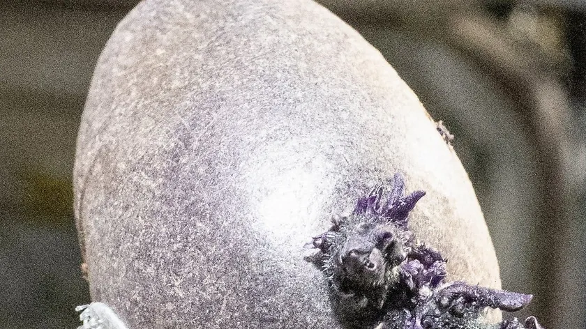 NASA Astronotu Uluslararası Uzay İstasyonu'nda Gizemli Bir Obje Fotoğrafladı