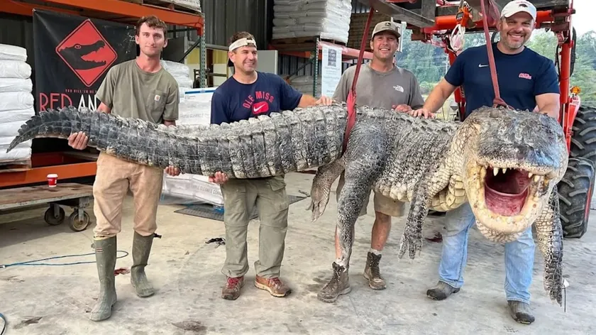 Misisipi Nehri'nde En Büyük Aligator Yakalandı