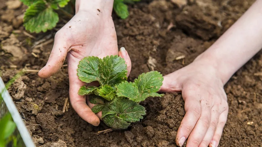 Sırbistan'da altın çilek tarımda yükselişte kilogram fiyatı üreticiye yüksek kazanç sağlıyor