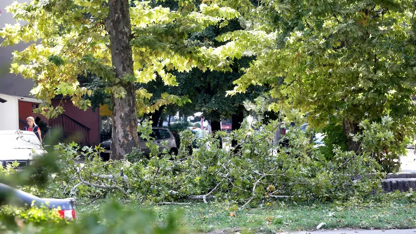Sırbistan'ın Prijepolje bölgesinde orman hırsızlığı nedeniyle bir kişi tutuklandı