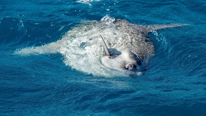 Venedik Kanalında Dev Ölü Balık Trafiği Engelledi Yetkililer Harekete Geçti