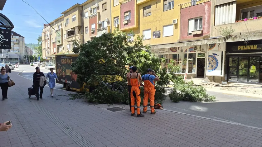 Sırbistan Niş'te seyir halindeki kamyonun üzerine ağaç devrildi, büyük şansla facia atlatıldı