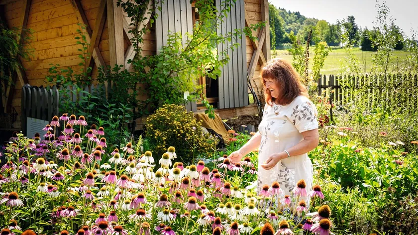 Doğal Çözümlerle Sivrisineklerden Korunma Yolları: Bahçeniz İçin Bitki Seçimi Önerileri