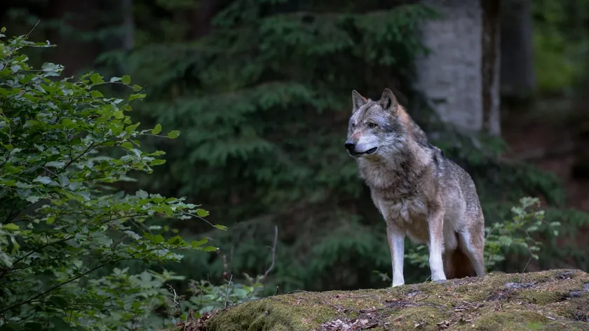 ABD Pensilvanya hayvanat bahçesinde kurt 18 aylık çocuğun elini yakaladı