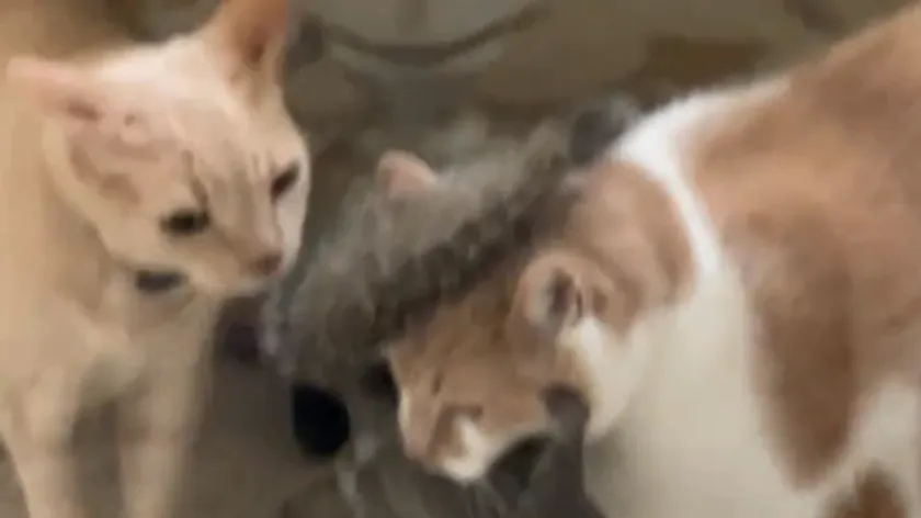 İki turuncu renkli kedi, ev sahibinin beklentilerini aşarak bir sincap getirdi.