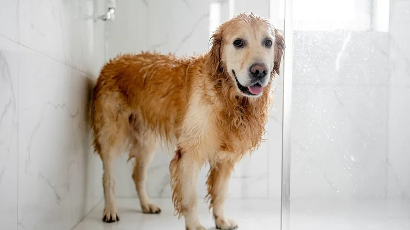 Köpekler Ne Sıklıkla Yıkanmalı? Uzmanlar Aşırı veya Yetersiz Banyonun Risklerini Belirtti