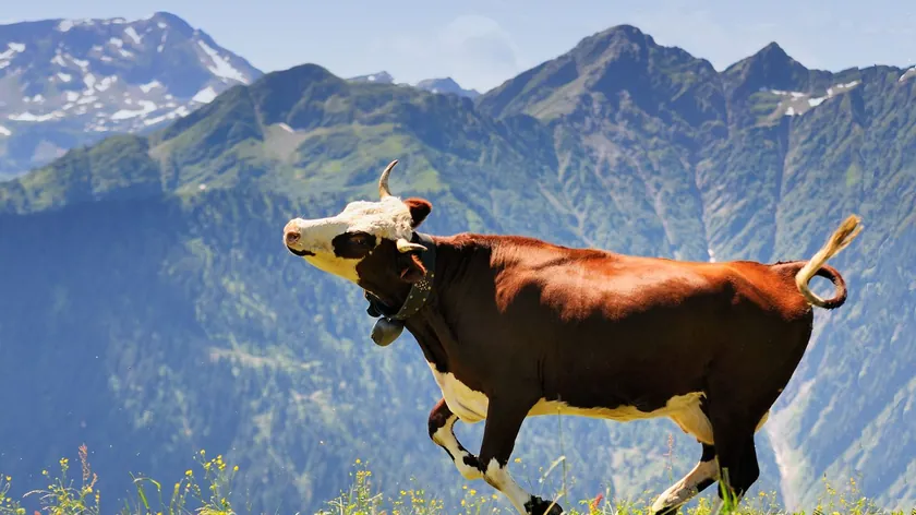 Almanya'da mezbahadan kaçan inek yoğun aramaya rağmen henüz bulunamadı