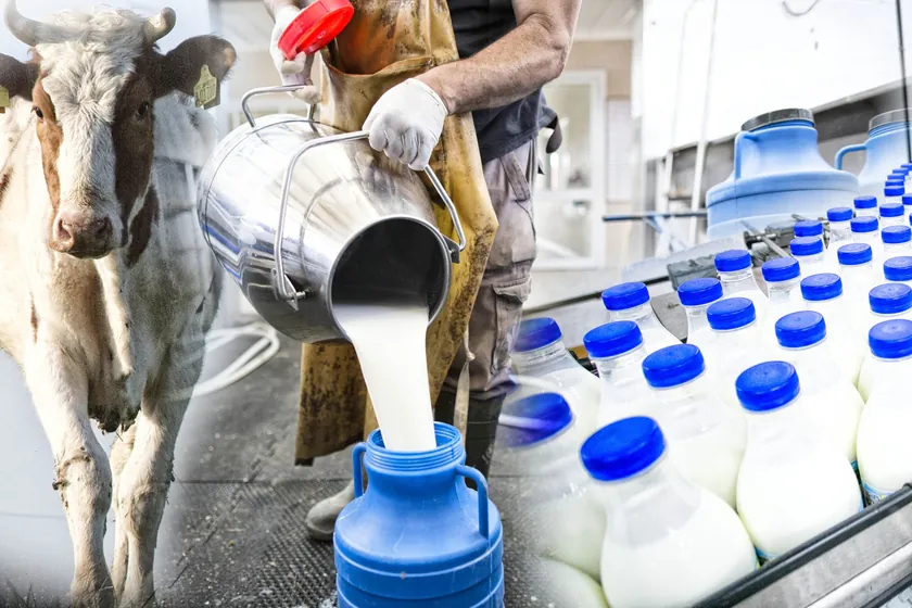 Sırbistan'da Süt Fiyatları Arasındaki Büyük Fark Devam Ediyor