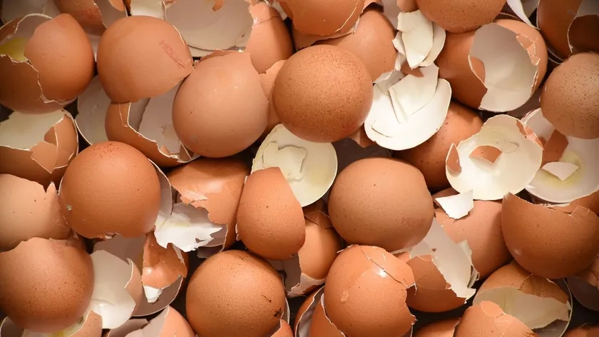 Yumurta Kabuklarını Atmayın Bahçeniz ve Kuşlar İçin Önemli Faydaları Var