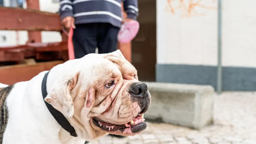 Amerika Birleşik Devletleri Kökenli Alapaha Blue Blood Bulldog Dünya Genelinde Popülerleştiği Bildirildi
