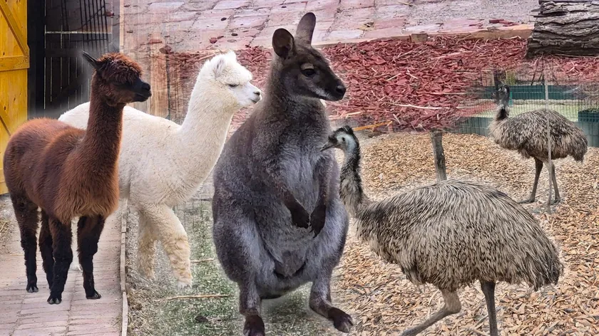 Sırbistan'ın Niş kentinde sıra dışı hayvanların ilginç hikayeleri ortaya çıktı