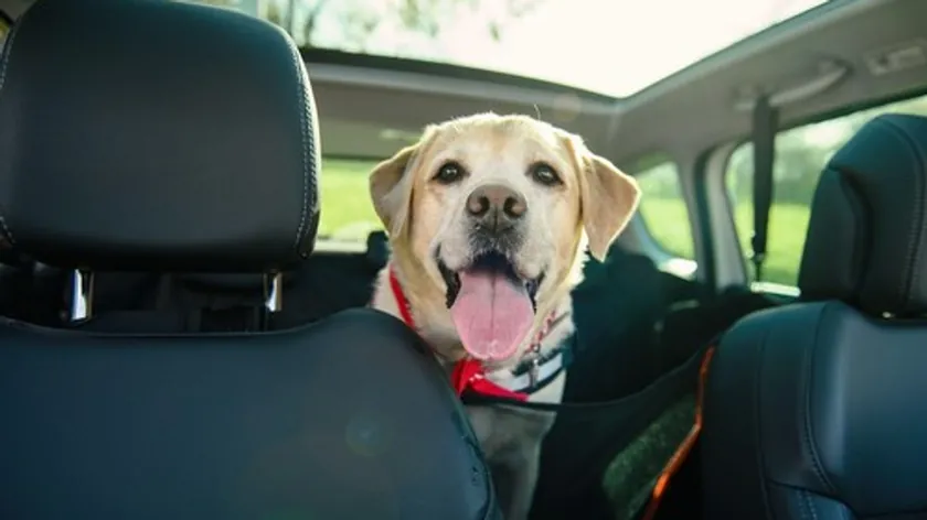 Evcil Hayvanlarla Seyahat Ederken Yapılan Önemli Hatalar Can Güvenliğini Tehdit Ediyor