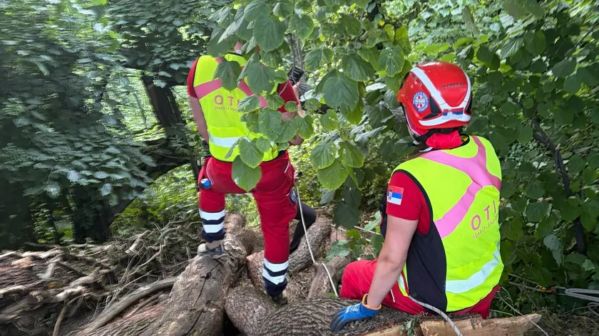 Sırbistan Fruška Gora Ulusal Parkı'nda Genç Bir Kişi Ağaçtan Düşerek Yaralandı