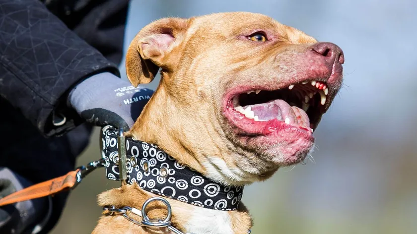 Sırbistan'da İnsanlara Saldıran Köpeklerin Akıbeti: Uyutulma Kararı Ne Zaman Alınıyor