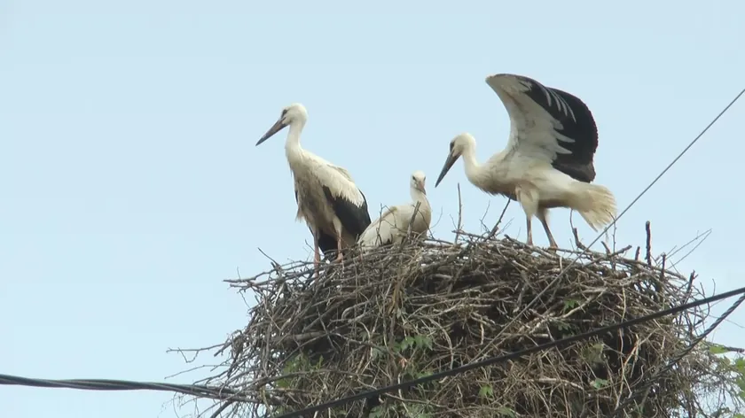 Sırbistan Çačak'a Geri Dönen Leylekler Batı Sırbistan'a Baharın Gelişini Müjdeliyor