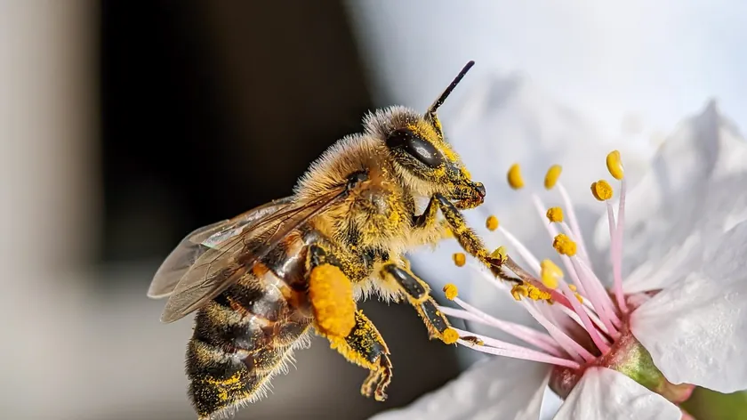 Apifobi Arı Korkusu Nedir Nasıl Tedavi Edilir Uzmanlar Açıkladı