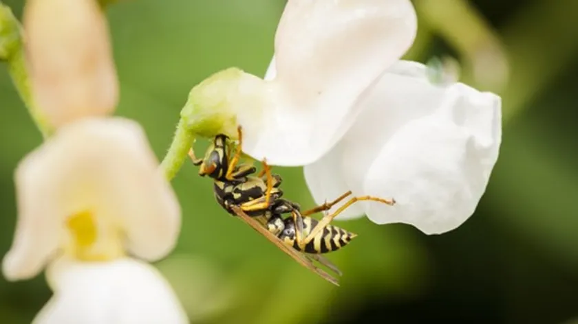 Sırbistan'da Bahçelerdeki Yaban Arısı Yuvalarını Engellemek İçin Uzman Tavsiyesi Açıklandı