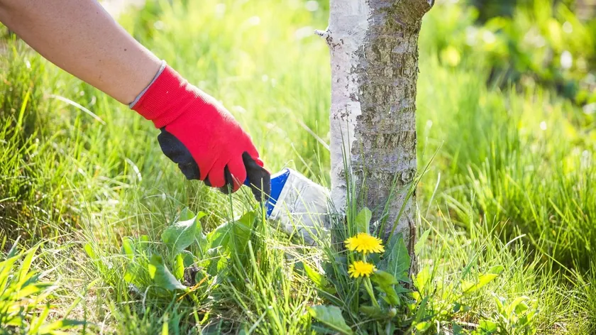 Sırbistan'da meyve bahçelerini bahar donlarından korumak büyük bir zorluk