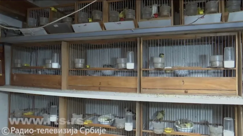 Sırbistan'dan Dünyaya Yayılan Slavujar Kanaryası Melodik Sesiyle Kuş Meraklılarını Büyülüyor