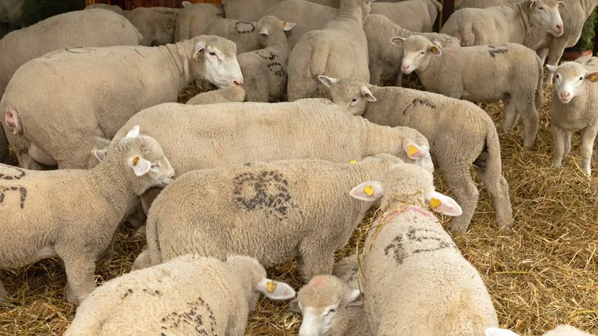 Sırbistan hayvan pazarlarında buzağı, boğa, domuz ve kuzu fiyatları hareketlendi.