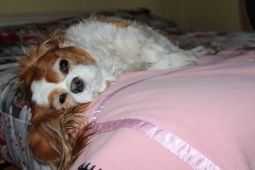 Sırbistan'da bazı köpek ırkleri için bahçe şart değil