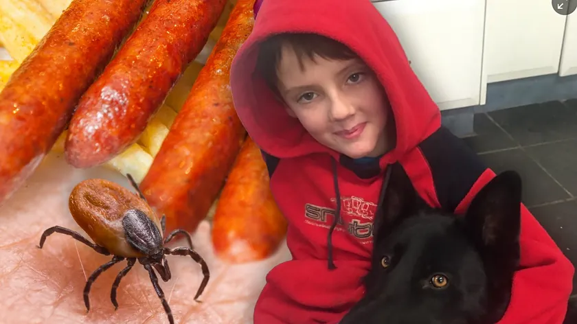 Avustralya'da sosis yiyen genç, kene ısırığı kaynaklı et alerjisinden öldü.