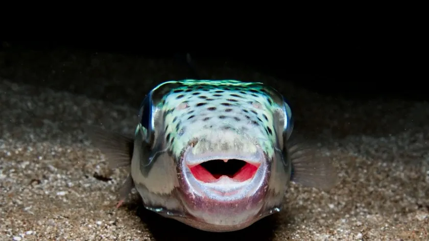 Adriyatik'te Yakalanan Dünyanın En Zehirli Balığı Ölüm Tehlikesi Taşıyor