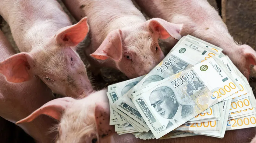 Sırbistan Hayvancılık Piyasasında Bayram Öncesi Dana ve Küçükbaş Fiyatları Değişti