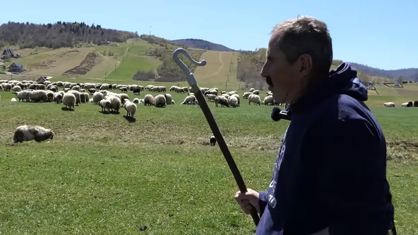 Bosna Hersek'te Bin Koyun Bakıcısı Son Büyük Çoban Mesleğinin Bitmekte Olduğunu Kaydetti