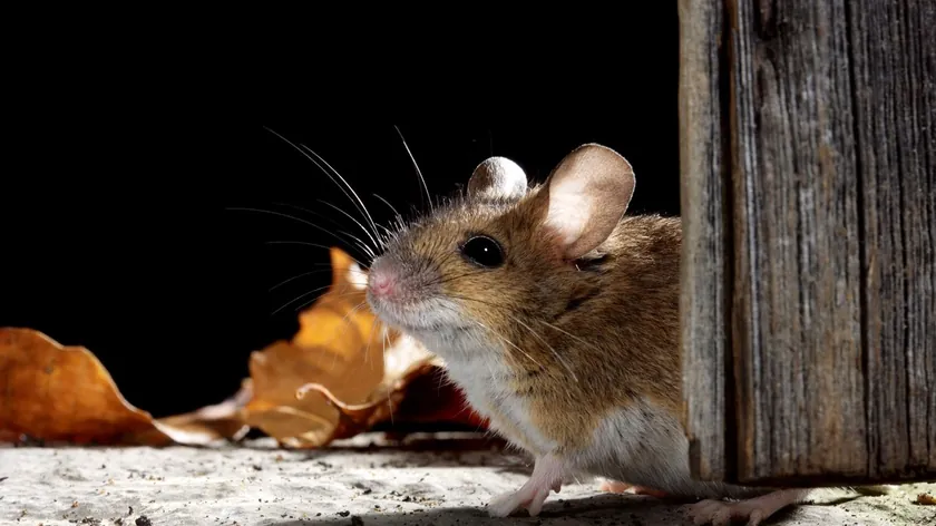 Evlerde Fare ve Sıçanları Kovmak İçin Doğal Yöntemler Uzmanlarca Açıklandı