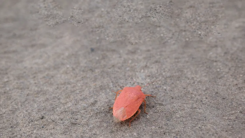 Sırbistan'da Görülen Alışılmadık Pembe Böcek Sosyal Medyada Merak Uyandırdı