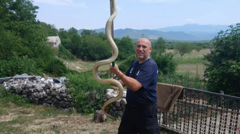 Hercegovac üç dev yılan yakaladı Aynı günde üç dev yılan yakaladığını belirtti.
