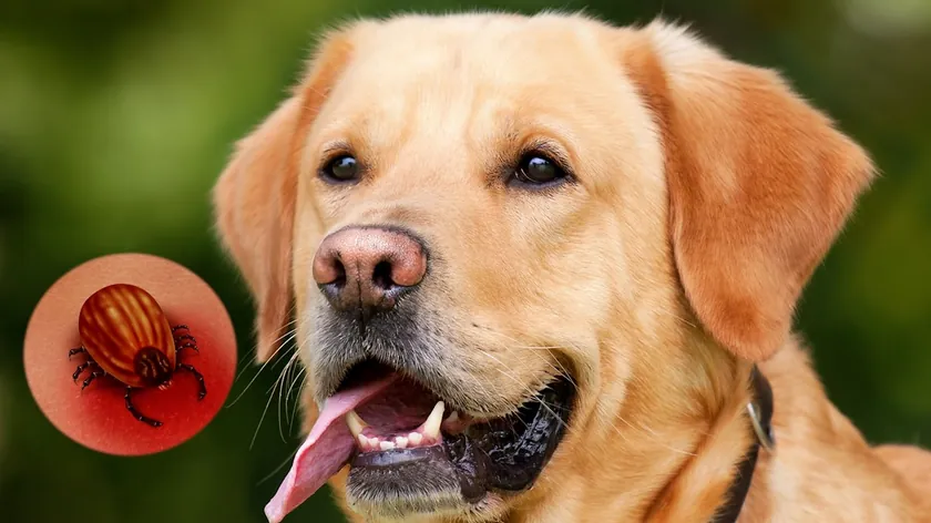 Sırbistan'dan Evcil Hayvan Sahiplerine Kene ve Pirelere Karşı Doğal Koruma Uyarısı Geldi