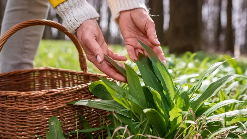 Sırbistan'da yabani sarımsak ve zambak ayırımı: Yanlış toplanan bitkiler ciddi tehlike oluşturabilir