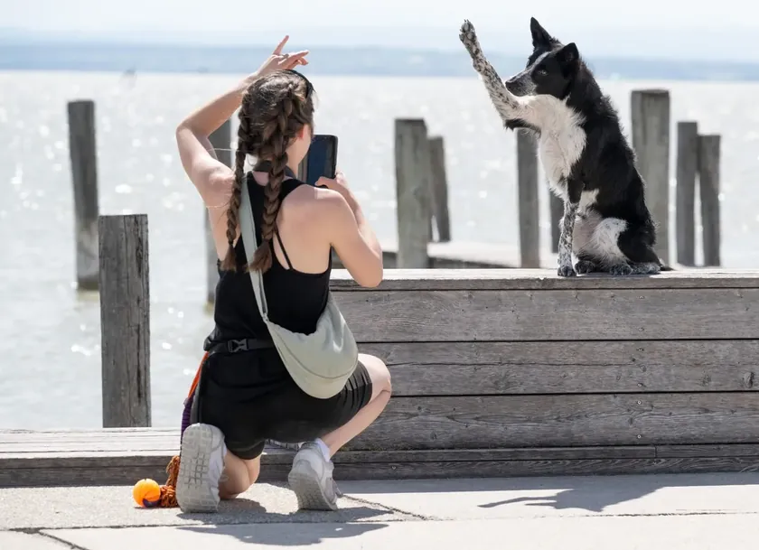 Yeni araştırmayla en zeki köpek ırkı sıralaması değişti Belçika Malinois zirvede