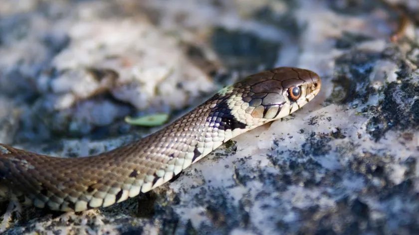 Sırbistan Valjevo'daki Gradac Nehri'nde baharla yılanların uyanışı gözlemlendi