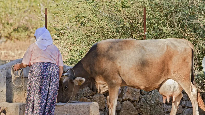 Sırbistan'da ineğini satan ninenin fedakarlığı, yıllar sonra büyük karşılık buldu