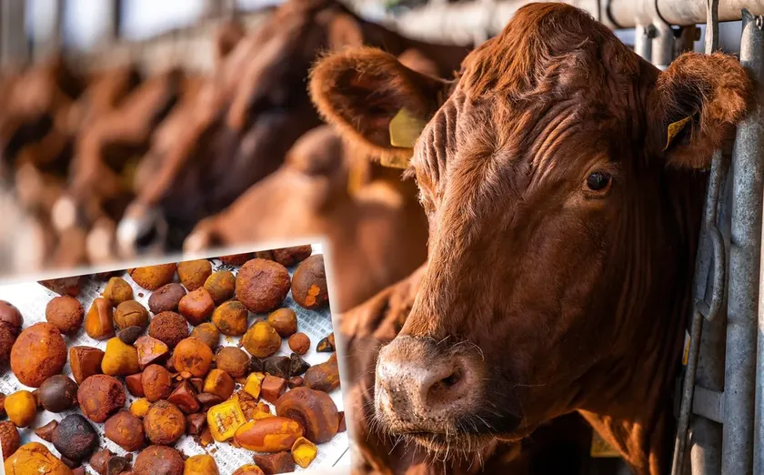 Sırbistan'da Değersiz Görülen Sığır Safra Taşları Küresel Pazarda Altından Daha Kıymetli