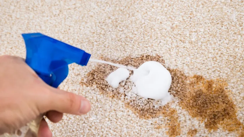 Sırbistan'dan Evcil Hayvan Sahiplerine Halı Temizliği Uyarısı: Doğal Yöntemler Kullanın