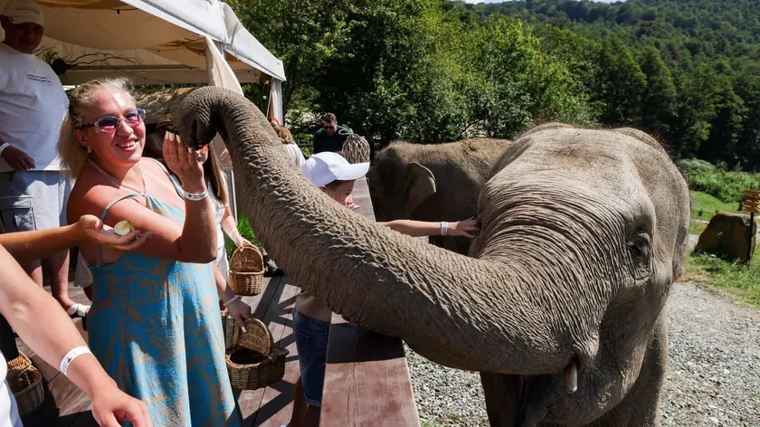Rusya'da bir oylama yerinde slon gördüler (FOTO)