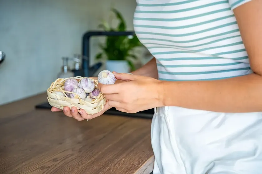 Sırbistan Evlerinde Kemirgenler İçin Ucuz ve Etkili Sarımsak Yöntemi Önerildi
