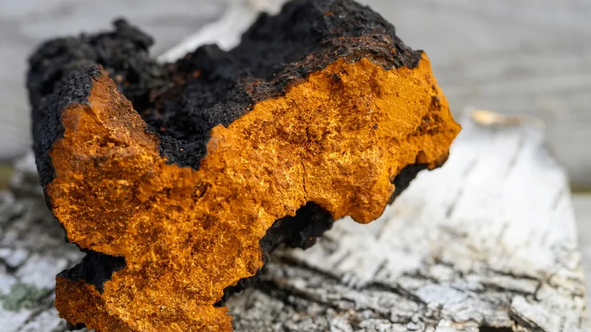 Sibirya Kökenli Çaga Mantarı Rus Halk Tıbbındaki Yeri ve Potansiyel Riskleri