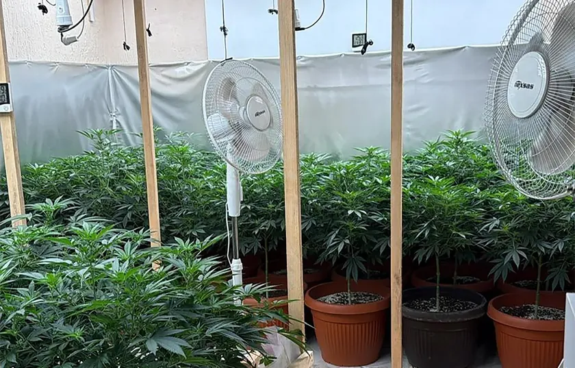 Sırbistan Subotica'da polis operasyonu marihuana tarlası çökertildi iki kişi tutuklandı
