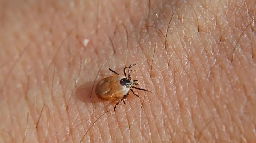 Bahçenizdeki Kenelerden Doğal Yöntemlerle Kurtulmak İçin Bitkileri Kullanın Uzmanlar Öneriyor