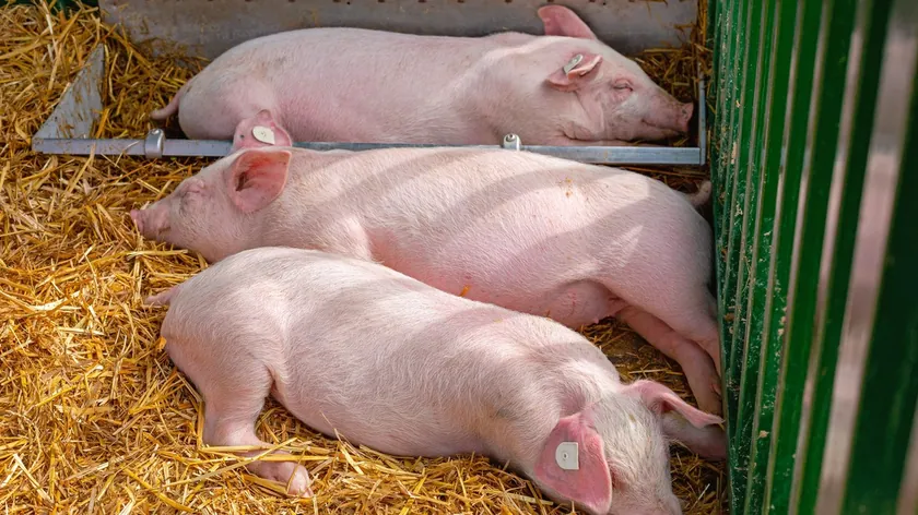 Sırbistan hayvan pazarlarında domuz yavrusu fiyatları düştü, kuzu fiyatları yükselişe geçti.