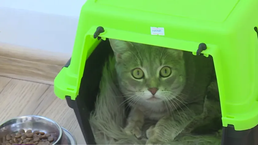 Sırbistan'da kedi için özel bir otel açıldı.