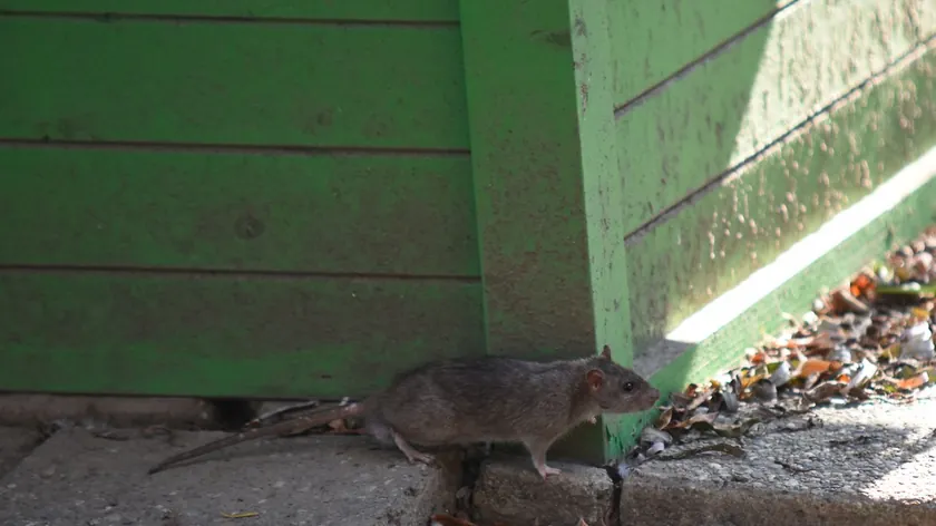 Sırbistan'da sıcak havalarla birlikte bahçelerde fare sorunu artıyor uzmanlar uyardı