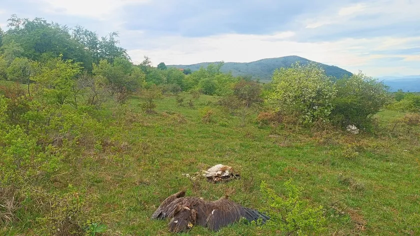 Sırbistan'da Svrljig yakınlarında nesli tükenen akbabanın zehirlenmesi üzerine bir kişi tutuklandı
