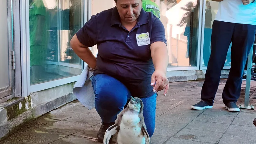 Beograd ZOO'da yeni bir penguen yavrusu doğdu.